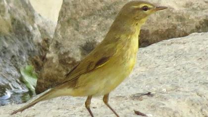 Willow Warbler