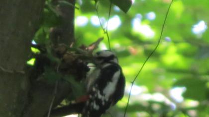 Great Spotted Woodpecker