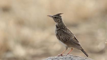 Crested Lark