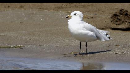 Mediterranean Gull