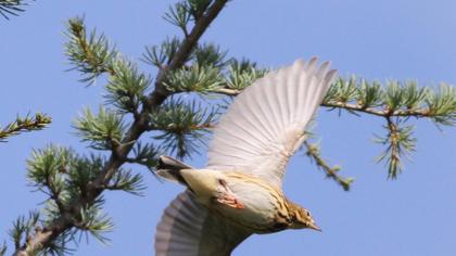 Tree Pipit