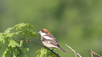 Woodchat Shrike