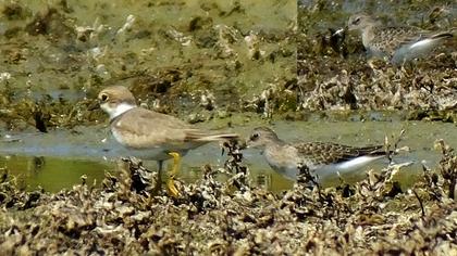 Temminck`s Stint