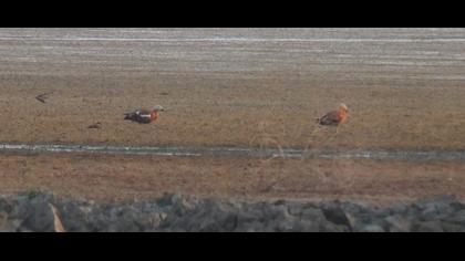Ruddy Shelduck