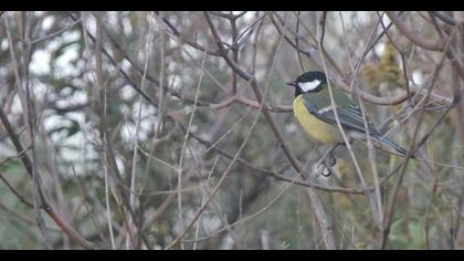 Great Tit