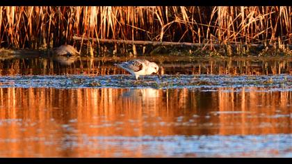 Sanderling