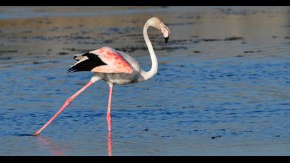 Greater Flamingo