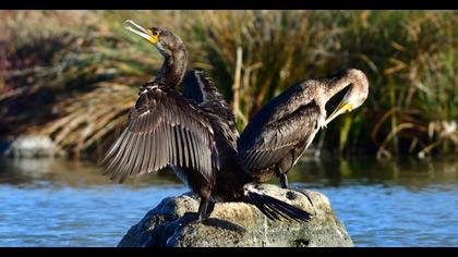 Great Cormorant