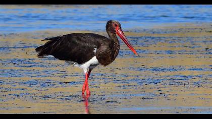 Black Stork