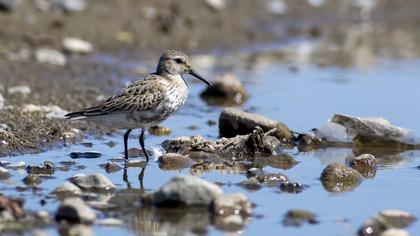 Dunlin