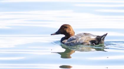 Common Pochard