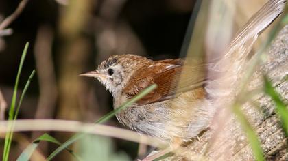 Cetti`s Warbler
