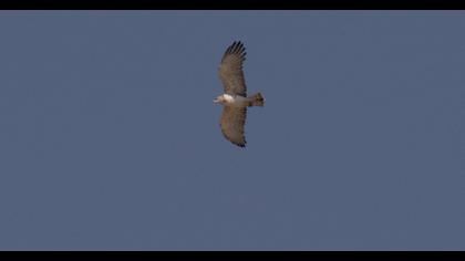 Short-toed Snake Eagle