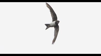 Alpine Swift