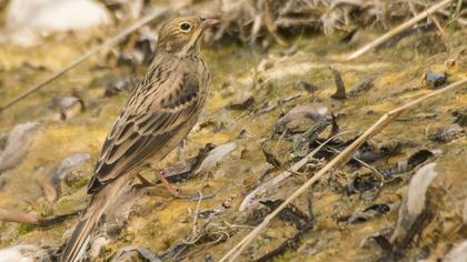 Ortolan Bunting