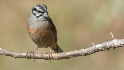 Rock Bunting