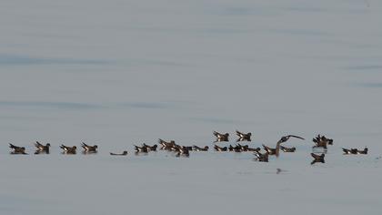 European Storm Petrel