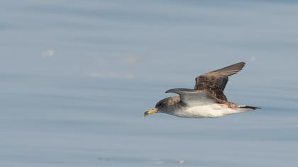 Scopoli`s Shearwater