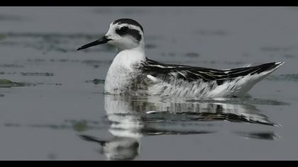 Red-necked Phalarope