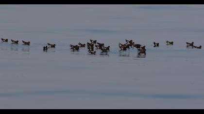 European Storm Petrel