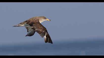 Scopoli`s Shearwater