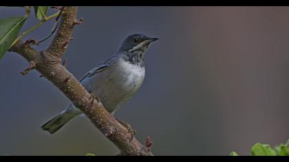 Rüppell`s Warbler