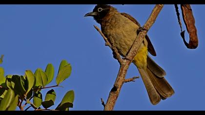 White-spectacled Bulbul