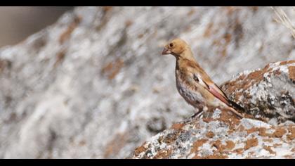 Eurasian Crimson-winged Finch