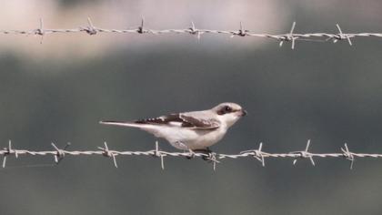 Lesser Grey Shrike