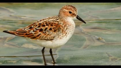 Little Stint