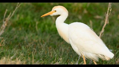 Western Cattle Egret