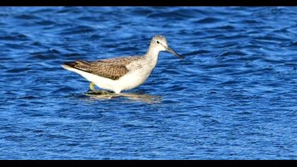 Common Greenshank