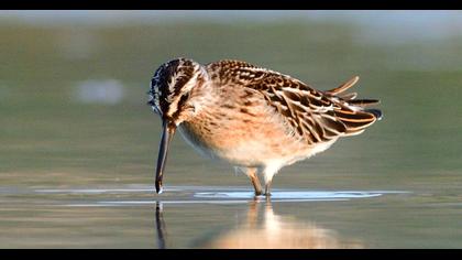 Broad-billed Sandpiper