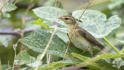 Willow Warbler