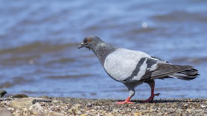 Rock Dove