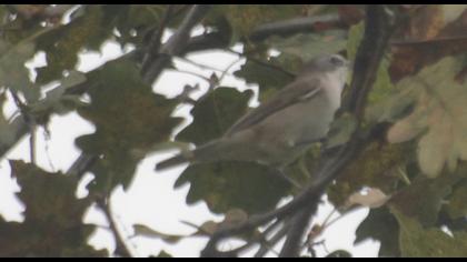 Lesser Whitethroat