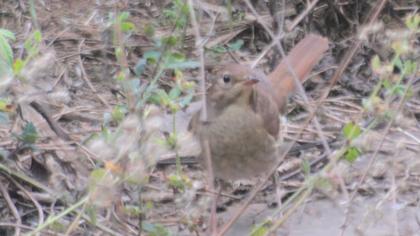 Thrush Nightingale