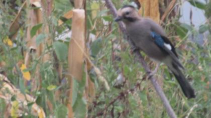 Eurasian Jay