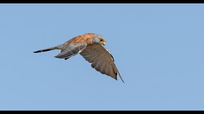 Lesser Kestrel