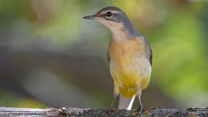 Grey Wagtail