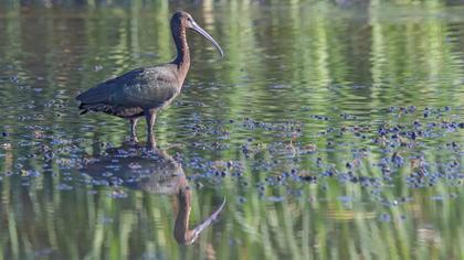 Glossy Ibis