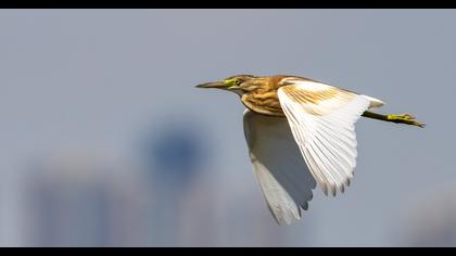 Squacco Heron