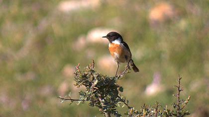 European Stonechat