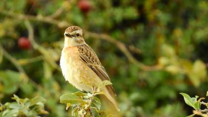Whinchat