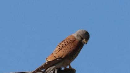 Common Kestrel