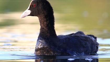 Eurasian Coot