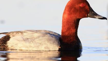 Common Pochard