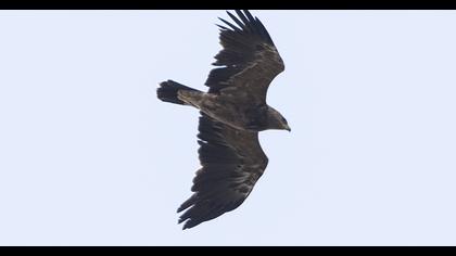 Lesser Spotted Eagle