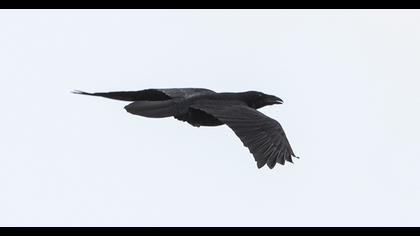 Northern Raven