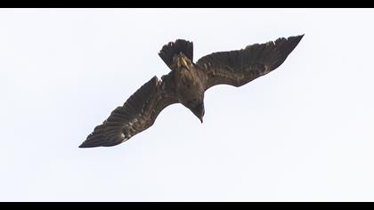 Lesser Spotted Eagle